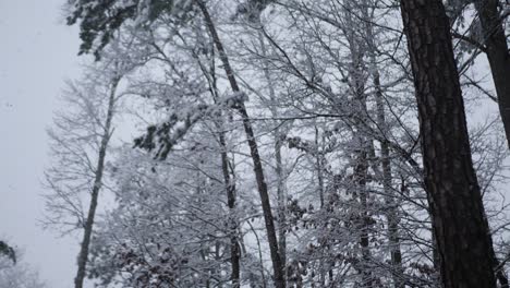 Bosque-De-Copas-De-árboles-Cubiertos-De-Nieve-Desde-Abajo-Cámara-Lenta-De-Mano