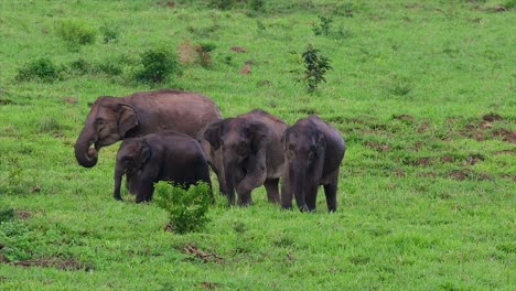 Los-Elefantes-Asiáticos-Son-Especies-En-Peligro-De-Extinción-Y-También-Son-Residentes-De-Tailandia