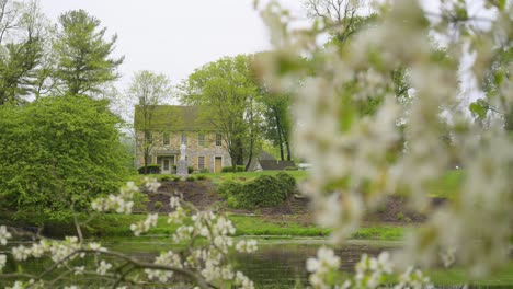 white spring blossoms blowing in the wind with colonial looking house in the background