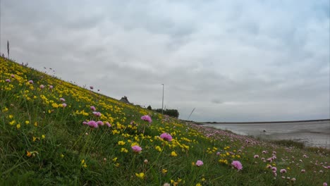 Time-lapse-by-the-sea-with-the-flowers-as-seen-from-the-ground-level