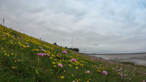 Lapso-De-Tiempo-Junto-Al-Mar-Con-Las-Flores-Vistas-Desde-El-Nivel-Del-Suelo