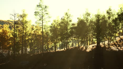 Tal-Mit-Herbstbäumen-Zwischen-Den-Bergen,-Die-Bei-Sonnenuntergang-Von-Der-Sonne-Beleuchtet-Werden