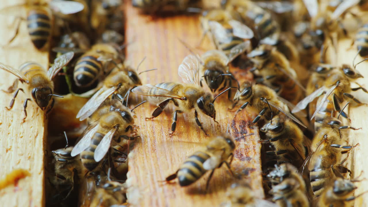 muchas abejas trabajan en una colmena para crear una deliciosa producción ecológicamente limpia de cierre de miel