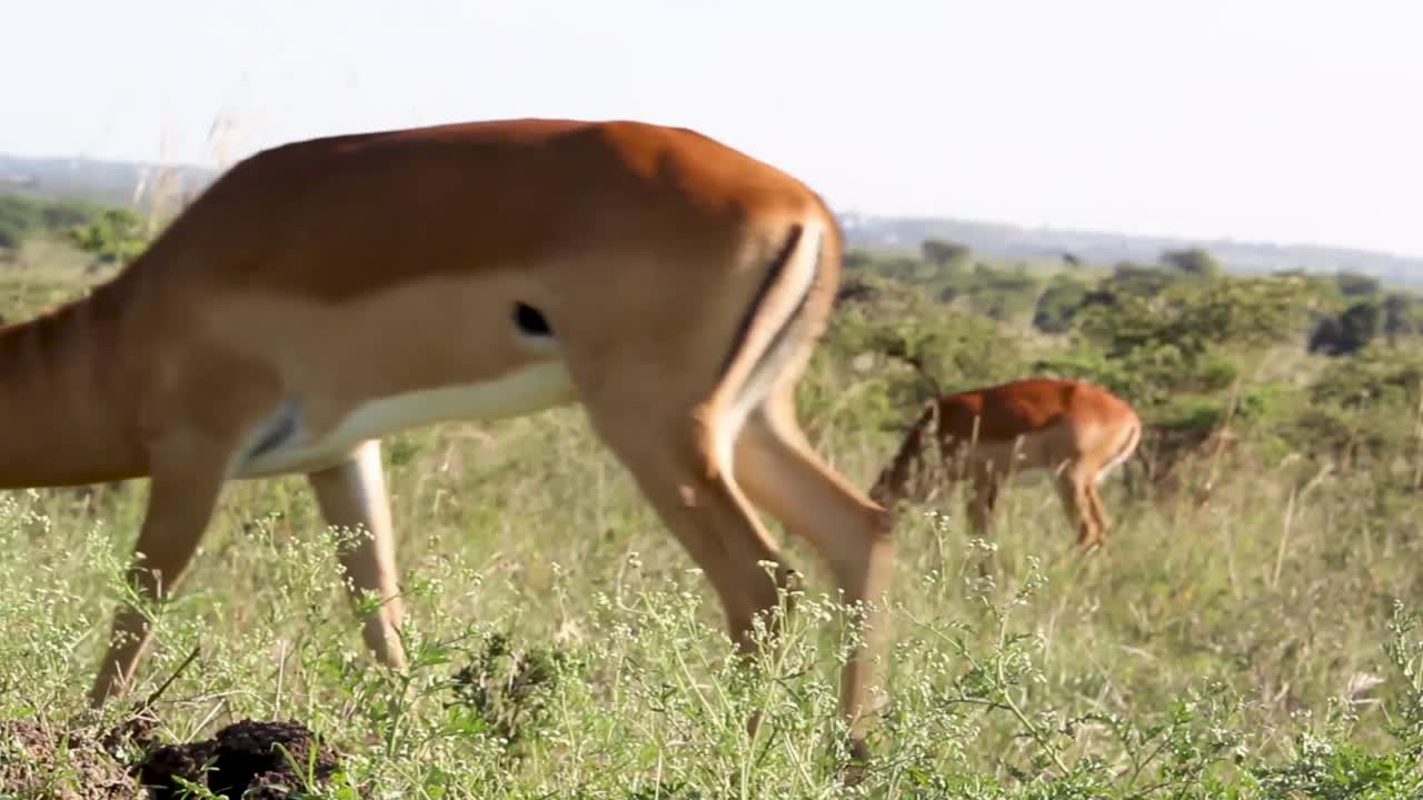 impala de cuernos largos alimentando hierba en la sabana del parque nacional de nairobi