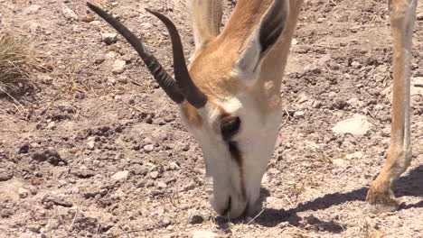 female-springbok-feeding-on-dry-grass-wile-walking,-close-up-shot