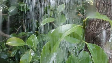 agua vertiendo sobre la hoja verde en cámara lenta