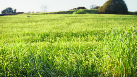 the green hill nature of fresh meadow ready for grazing in spring