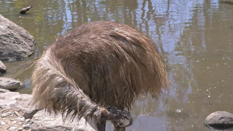 Ave-Emu-Acicalando-Sus-Plumas-Junto-Al-Agua-En-El-Norte-De-Queensland,-Australia