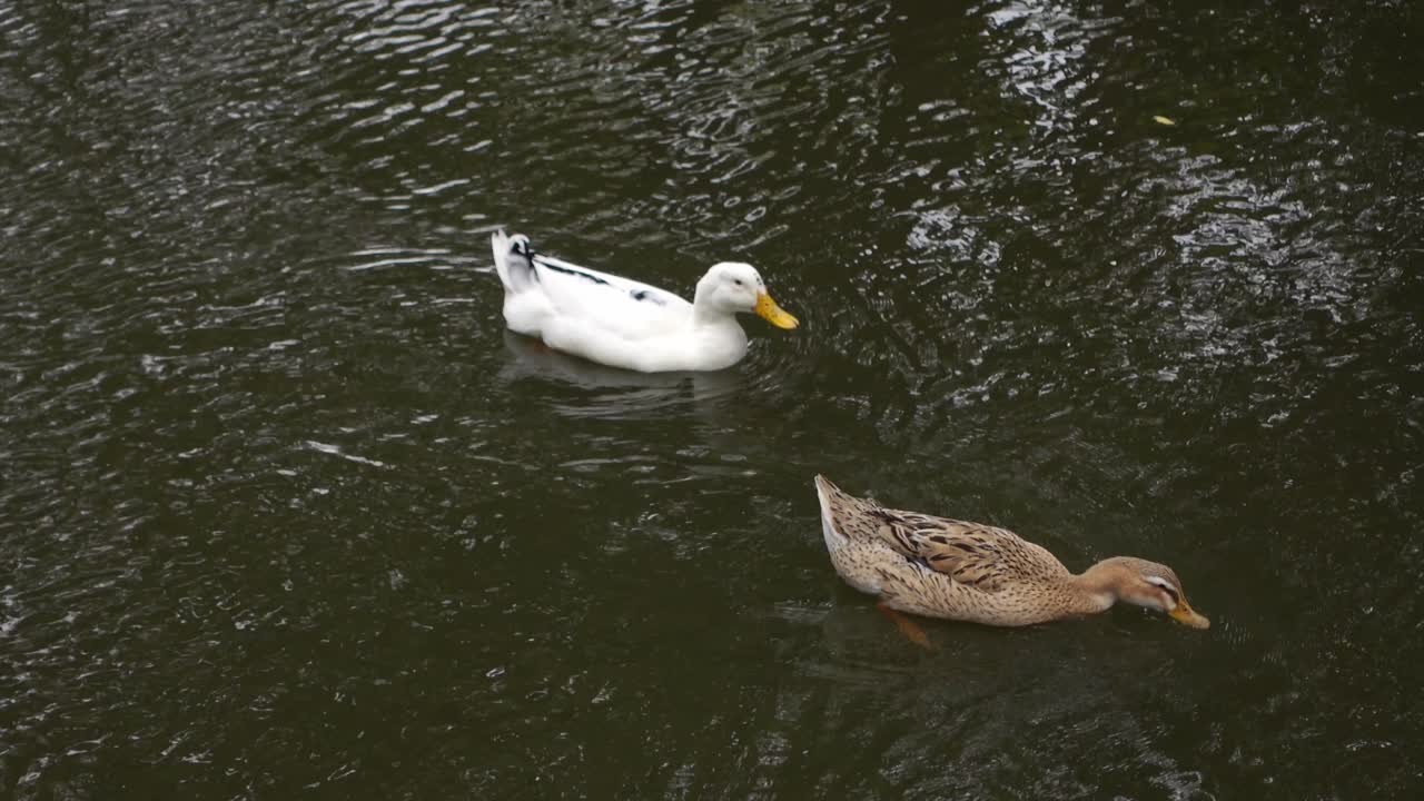 Cigno nero e anatra bianca che nuotano insieme in un lago
