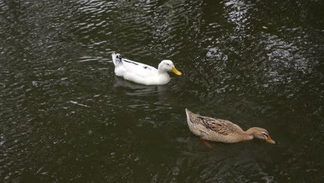 black swan and white duck swimming together in a lake