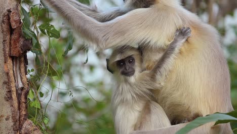 Grauer-Langur-(Semnopithecus),-Auch-Hanuman-Langur-Genannt,-Ist-Eine-Gattung-Von-Altweltaffen,-Die-Auf-Dem-Indischen-Subkontinent-Beheimatet-Ist.-Ranthambore-Nationalpark-Sawai-Madhopur-Rajasthan-Indien