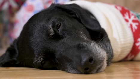 una vista de cerca de un cansado perro labrador senior negro con un suéter de temática navideña mientras yace en el suelo