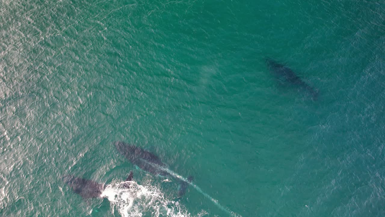 Family Of Humpback Whales Swimming In The Coast Of Cabarita In Northern Rivers, NSW, Australia. - aerial topdown shot