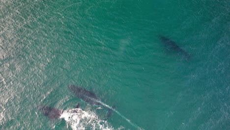 family of humpback whales swimming in the coast of cabarita in northern rivers, nsw, australia. - aerial topdown shot