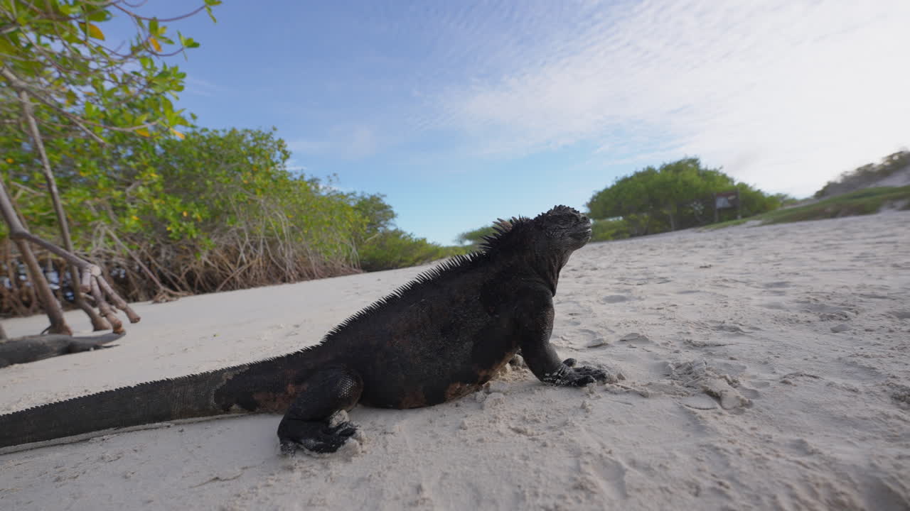 Low Angle Dolly Around Motionless Galapagos Marine Iguana At Tortuga Bay