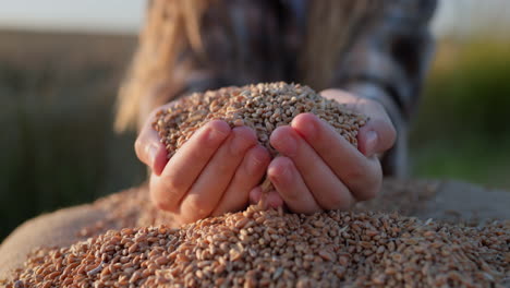 child hands with grain in the sun. organic farming concept