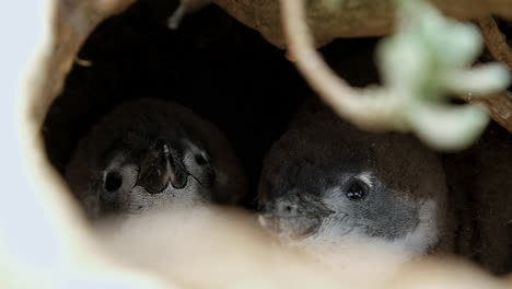 two newborn penguin chicks hiding in their dark burrow on coastline