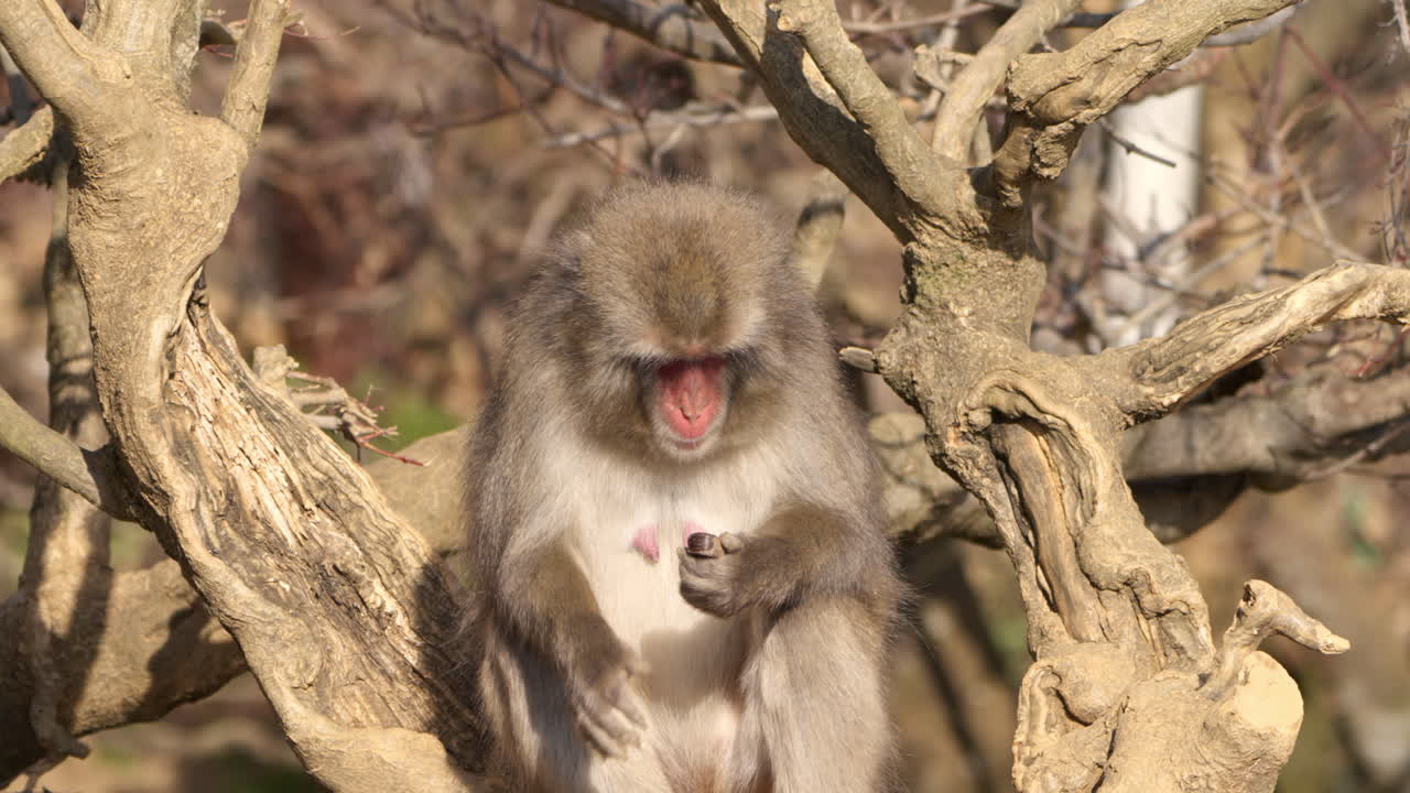 macaco japonés sentado en la rama de un árbol examinando casualmente, abriendo una cáscara dura usando sus dientes y comiendo la nuez dentro