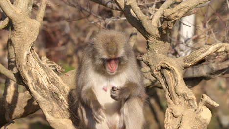 Japanese-macaque-sitting-on-tree-branch-casually-examining,-cracking-open-a-hard-shell-using-its-teeth-and-eating-the-nut-inside