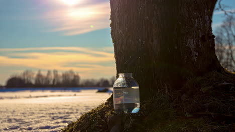 tapping a maple tree for maple syrup into a jar