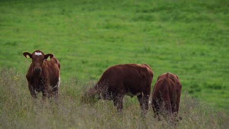 vacas marrones pastando en un pasto - ancho