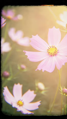 pink cosmos flowers in a soft focus garden