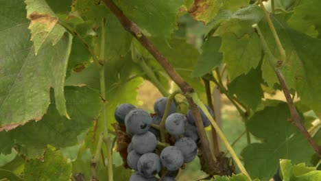 harvesting othello grapes with scissor at a vintage