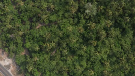 top down aerial view of tropical rainforest and road in barra vieja tres palos lagoon, mexico