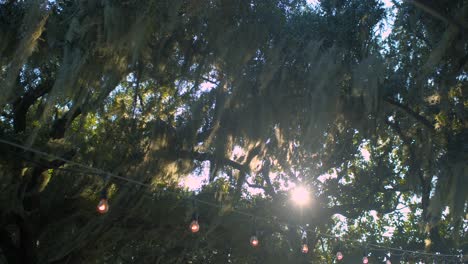 Moss blowing in the wind in the trees-2