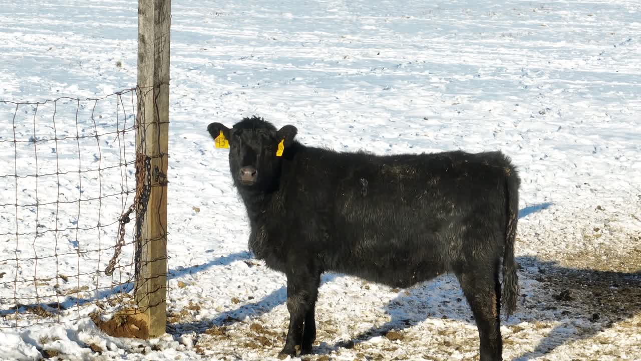 Black Cows grazing on snowy winter farm field at sunny day. Fence on farm in american suburb. Aerial close up shot.