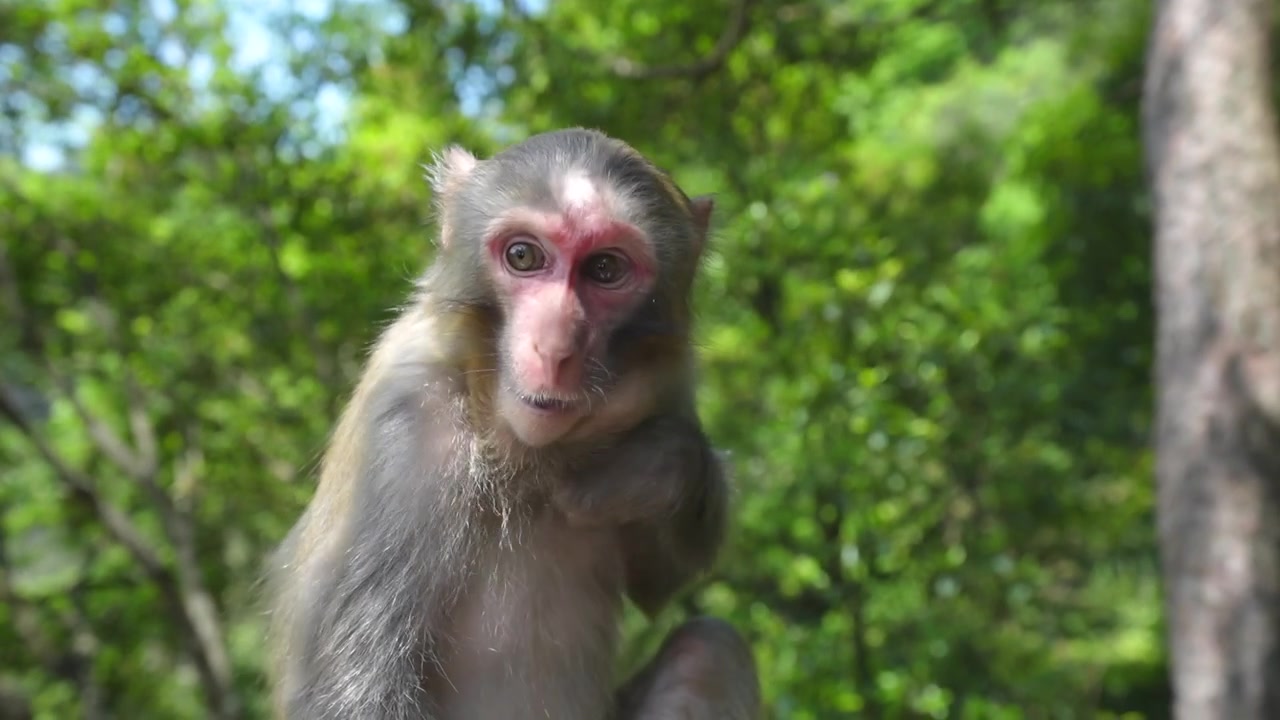 Macaco-rhesus sentado na floresta de Yuanjiajie, Parque Nacional de Zhangjiajie, China