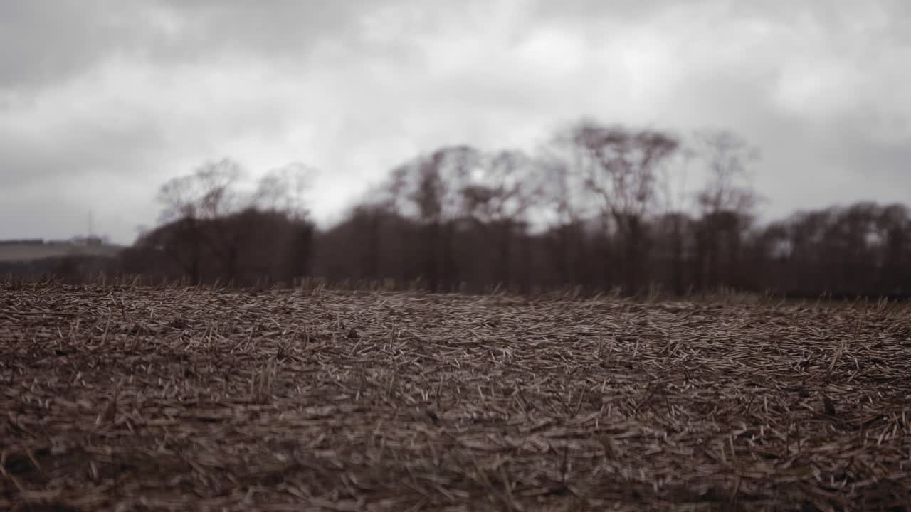 Shallow Depth of Field Trimmed Crops of Field with Trees in Background