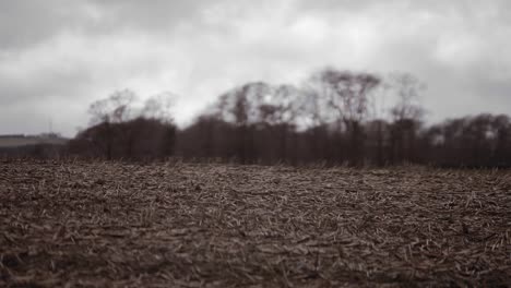 shallow depth of field trimmed crops of field with trees in background