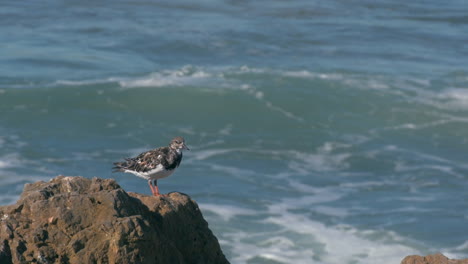 baby seagull standing on a rock with waves on the background