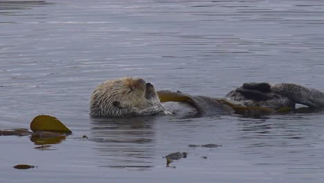 a sea otter rolls in seaweed to keep from floating away in a playful, happy ocean scene