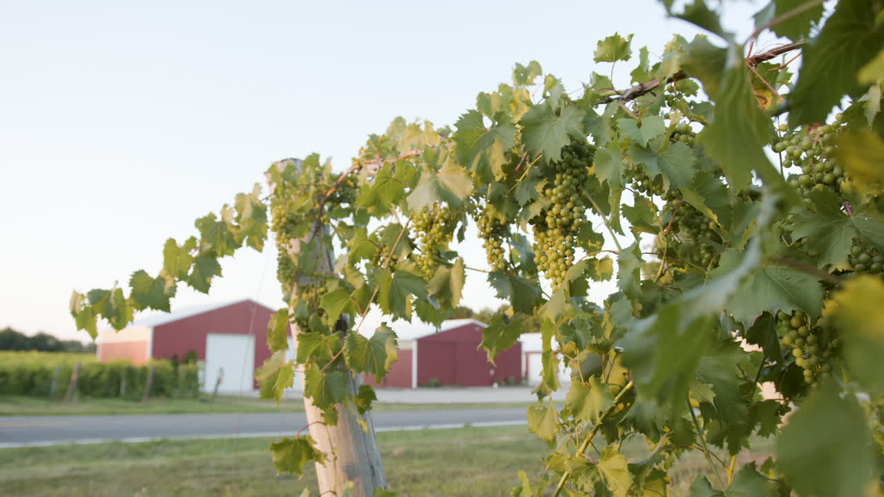vid con uvas en un viñedo por la noche