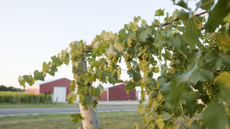 vine with grapes in a vineyard in the evening