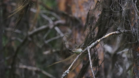 lesser whitethroat perched on a branch on the north swedish woods