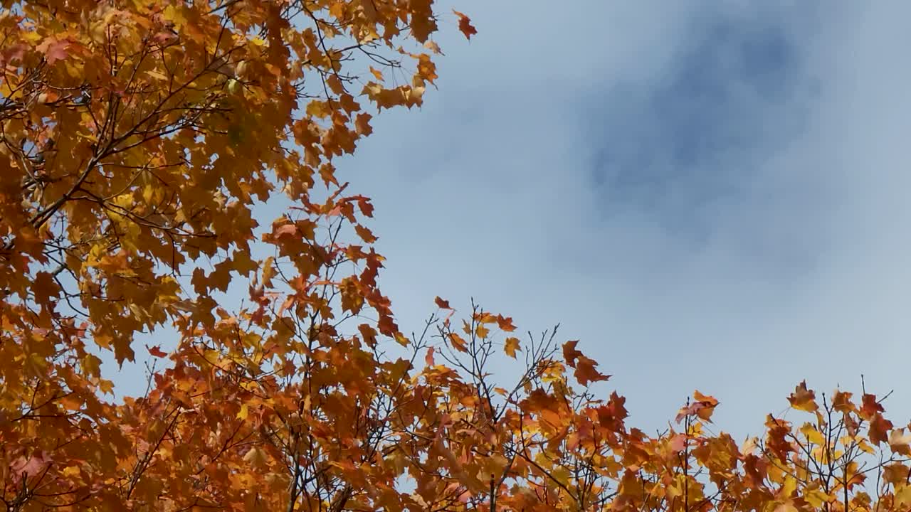 tiro de ángulo bajo de lapso de tiempo de hojas naranjas de otoño ondeando en el viento, cielo azul en segundo plano