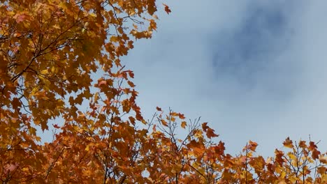 time-lapse low angle shot of autumn orange leaves waving in wind, blue sky in background