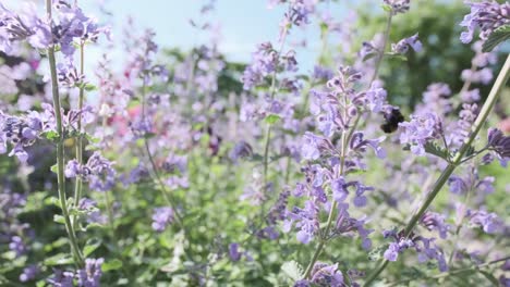 Close-up-dolly-back-through-cat-mint-lavender-flowers