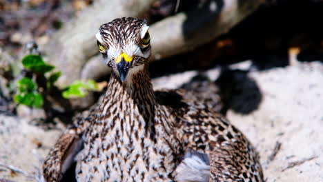 camouflaged cape thick-knee on nest giving threatening stares