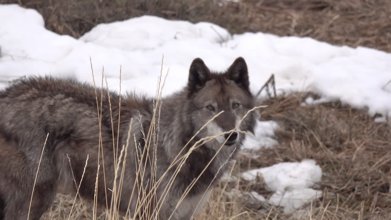 primer plano sobre un lobo de madera investigando detrás de unas pocas briznas de hierba muerta durante el invierno