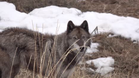 Nahaufnahme-Eines-Timberwolfs,-Der-Im-Winter-Hinter-Ein-Paar-Toten-Grashalmen-Nachforscht