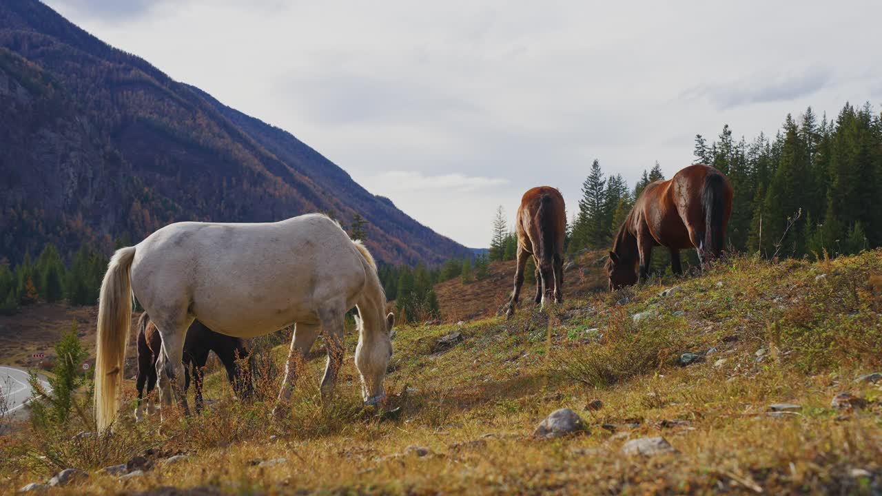 Horses Grazing in Mountain Pasture