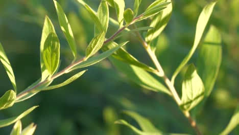 Goldene-Sonne,-Die-Grünes-Sommerlaub-Erleuchtet