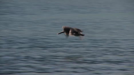 a pelican flies in slow motion over the ocean 1