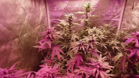 mature marijuana cannabis hemp plants blowing wind growing under full spectrum led lights reflective grow tent indoor grow medical diy thc cbd farming harvesting medium tight angle red purple push