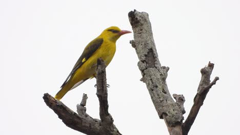 el myna amarillo en el árbol y encontrar algunos insectos para comer