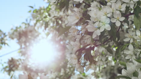 apple blooming against golden sun on sky in closeup. tree of apple blossoming .